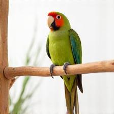 Perchoir en bois pour oiseaux exotiques