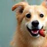 Chien toiletté tenant une brosse