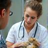 Vétérinaire en consultation avec un lapin et une cliente